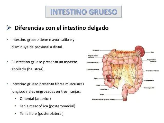 intestido-delgado-e-intestino- ...