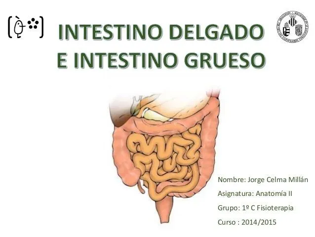 Intestido delgado e intestino grueso