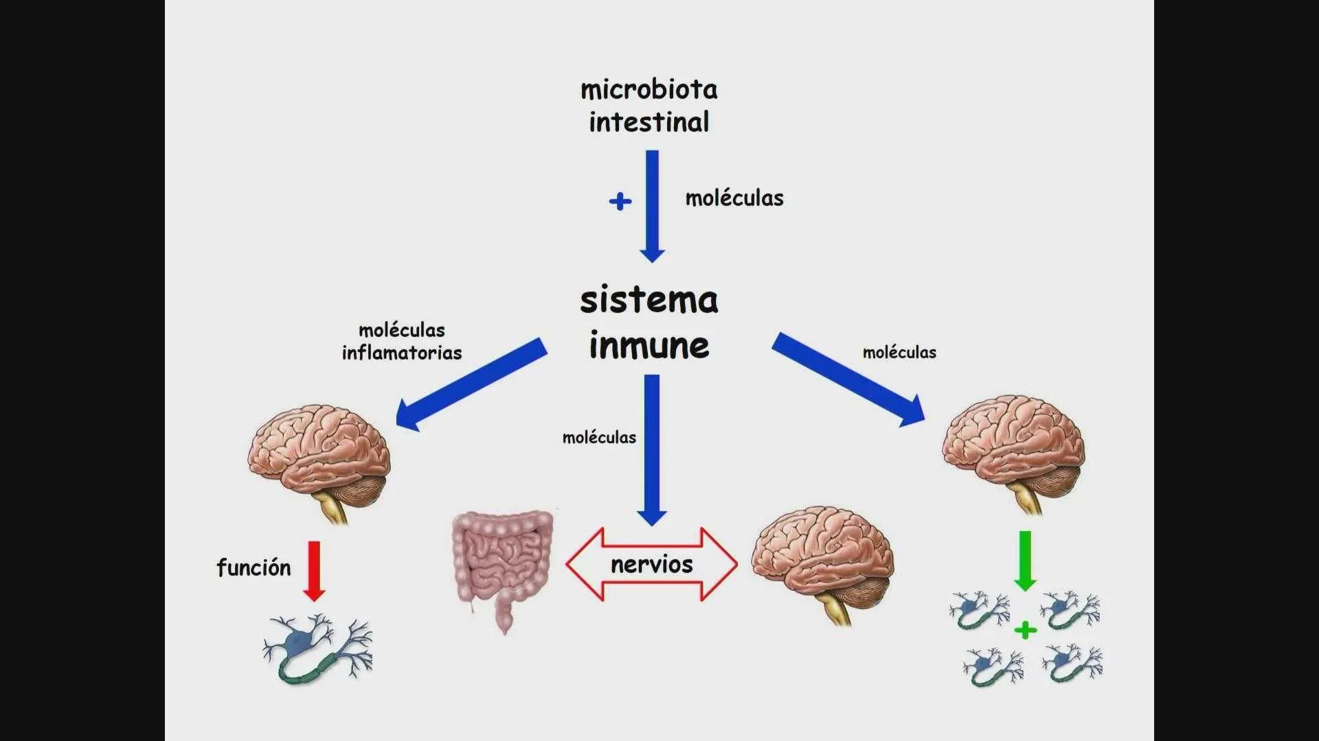 Cómo nuestro intestino habla constantemente con nuestro cerebro - TV Universidad de Murcia Cómo nuestro intestino habla constantemente con nuestro cerebro - TV Universidad de Murcia