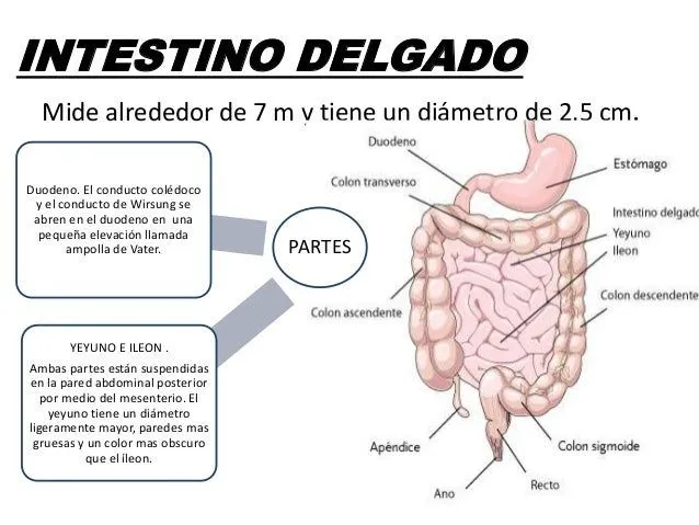 Intestino delgado