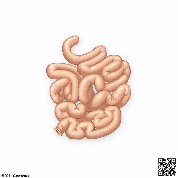 Intestino Delgado - Atlas de Anatomía del Cuerpo Humano - Centralx Intestino Delgado - Atlas de Anatomía del Cuerpo Humano - Centralx