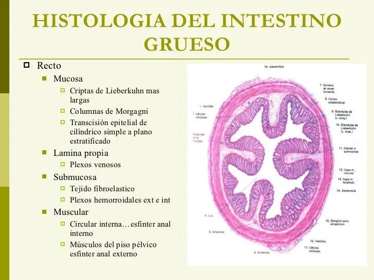 Intestino delgado y grueso