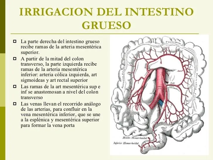 Intestino delgado y grueso