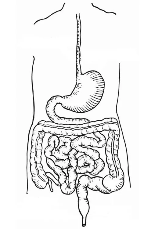 Intestino delgado y grueso para colorear ~ Dibujos para Colorear ...