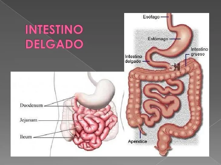 intestino-delgado-intestino- ...