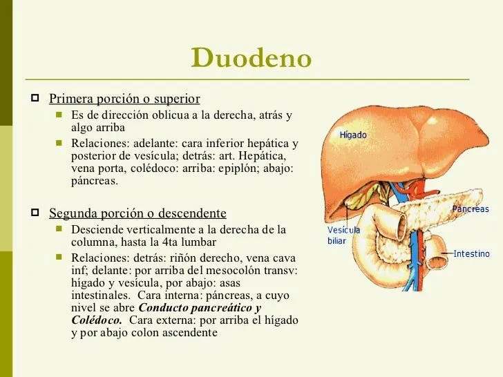 intestino-delgado-y-grueso-4- ...