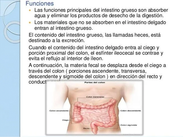 intestino-delgado-y-grueso-9- ...