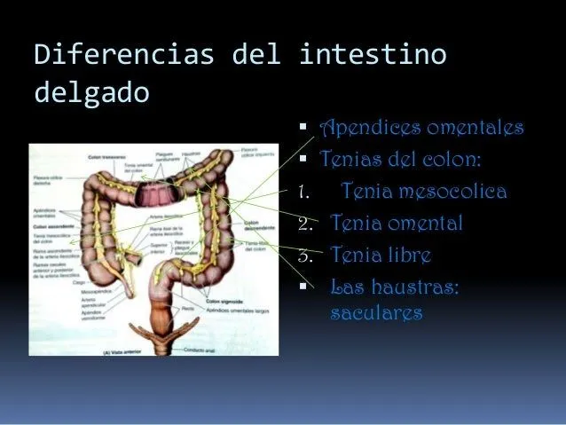 intestino-grueso-2-638.jpg?cb= ...