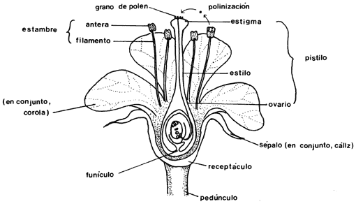 Partes de una flor con sus nombres - Imagui