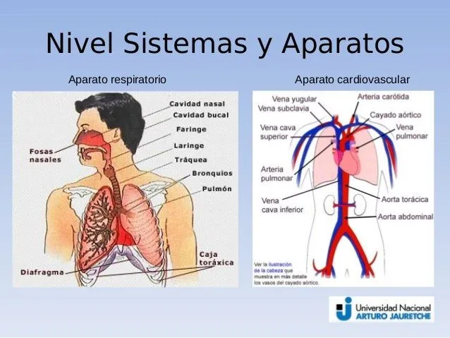01 introduccion a la anatomia