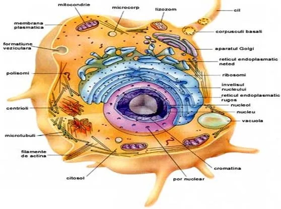 Introducción a la Biología - Monografias.com