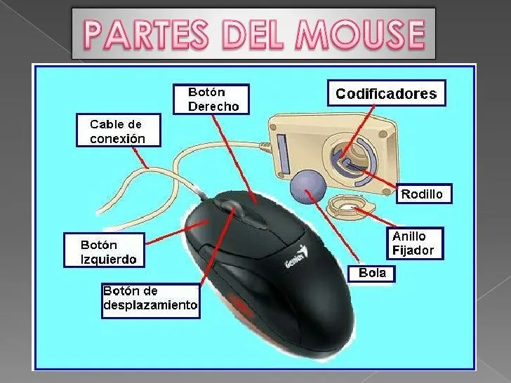 INTRODUCCION A LOS COMPUTADORES: PARTES DEL MOUSE Y TECLADO INTRODUCCION A LOS COMPUTADORES: PARTES DEL MOUSE Y TECLADO