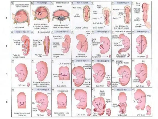 Introducción al desarrollo del ser humano Moore Capitulo 1