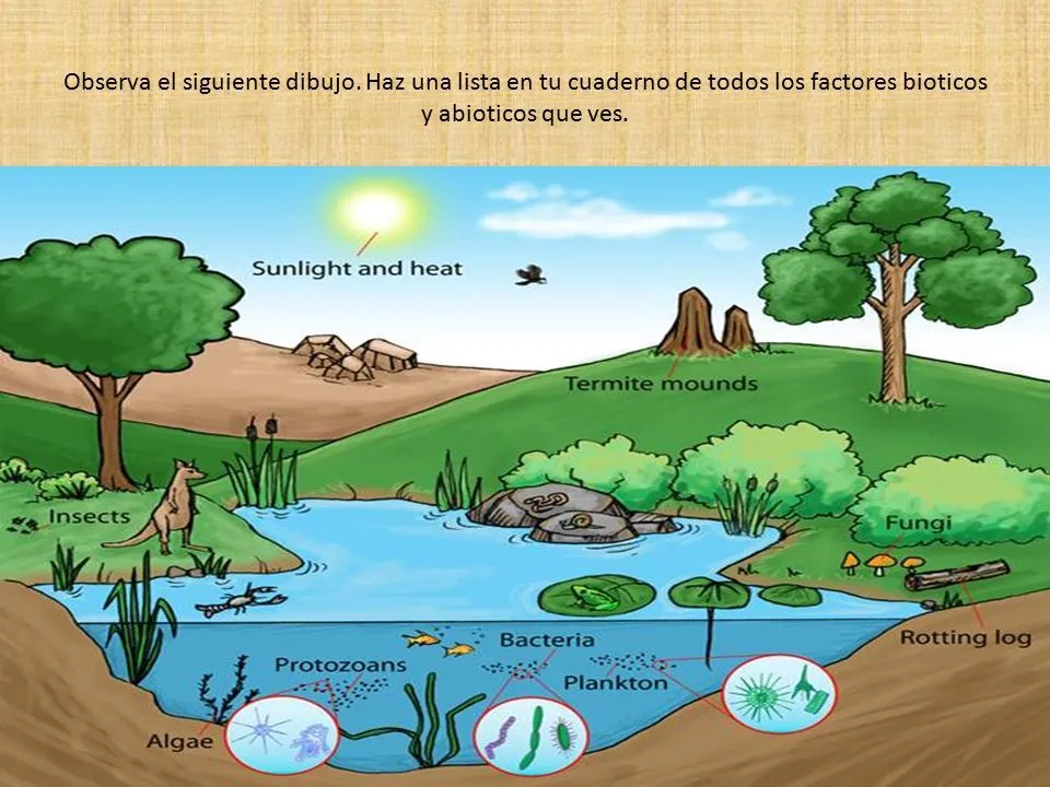 Introduccion a Ecosistemas - ppt descargar