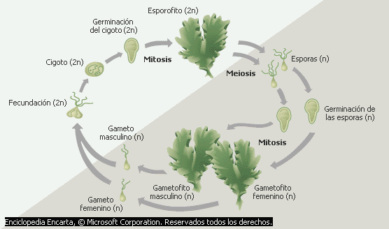 Introducción al estudio de las Algas - Monografias.com