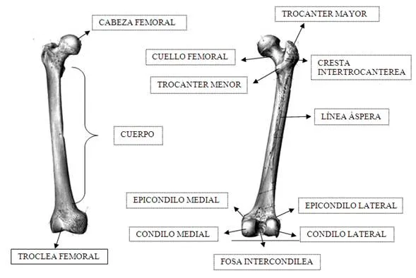 Introducción al estudio de la anatomía - Monografias.com Introducción al estudio de la anatomía - Monografias.com