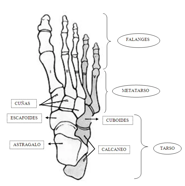 Introducción al estudio de la anatomía (página 2) - Monografias.com Introducción al estudio de la anatomía (página 2) - Monografias.com