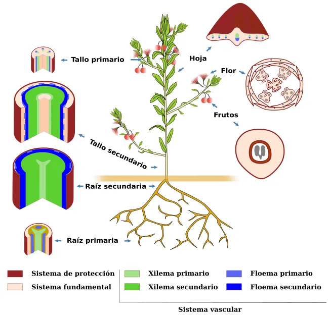 Introducción a los órganos vegetales. Atlas de Histología Vegetal ... Introducción a los órganos vegetales. Atlas de Histología Vegetal ...