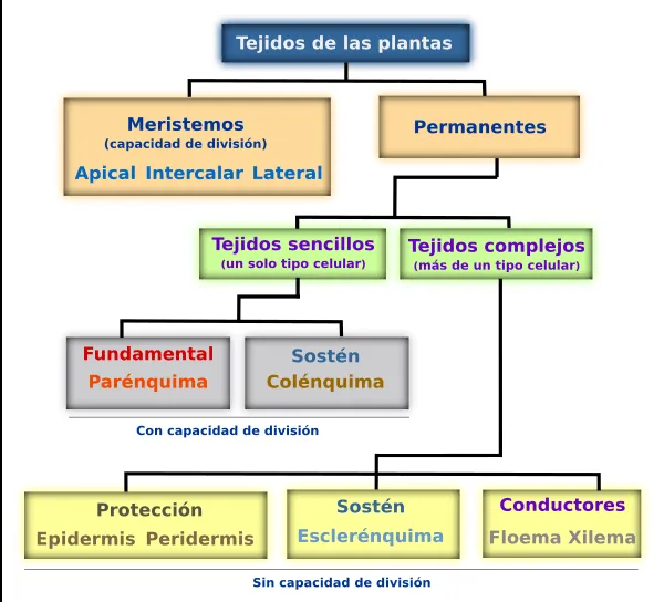 Introducción a los tejidos vegetales. Atlas de Histología Vegetal ... Introducción a los tejidos vegetales. Atlas de Histología Vegetal ...