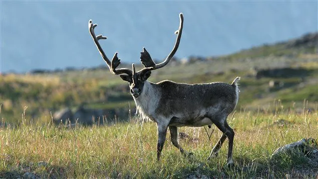 Los inuit suenan la alarma por el caribú
