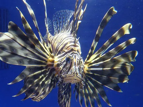 La invasión del Pez León atemoriza al Mar Caribe | ANCA24 La invasión del Pez León atemoriza al Mar Caribe | ANCA24