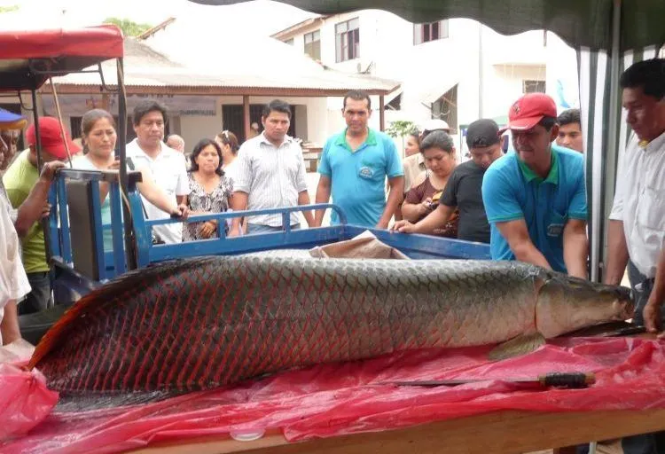 Invasión o revolución? El paiche se hace fuerte en la Amazonía de Bolivia Invasión o revolución? El paiche se hace fuerte en la Amazonía de Bolivia