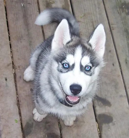 El invernal Husky siberiano