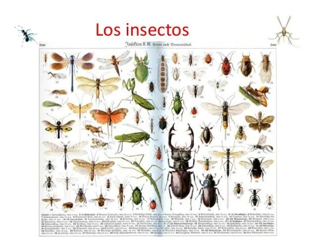 Invertebrados