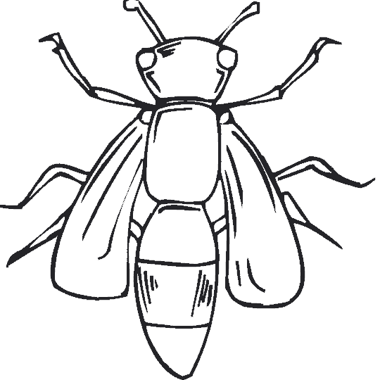 Imagenes de animales invertebrados para colorear - Imagui Imagenes de animales invertebrados para colorear - Imagui