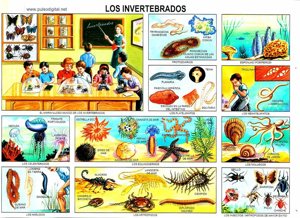 Laminas escolares para imprimir - Imagui