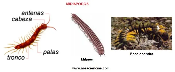 Invertebrados Que son Tipos Características y Ejercicios Invertebrados Que son Tipos Características y Ejercicios