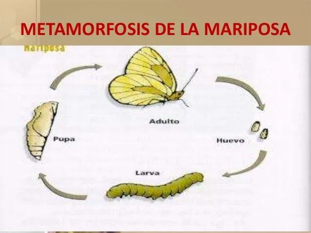 invertebrados-vertebrados-11- ...