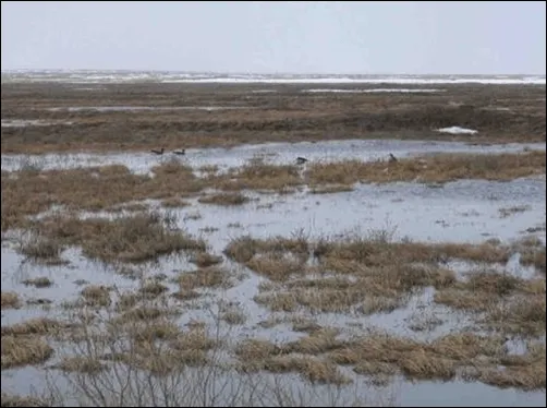 Investigacion Ecosistema Tundra