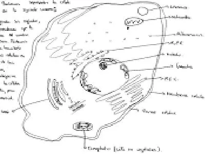 Investigações em Ensino de Ciências - ISSN 1518-