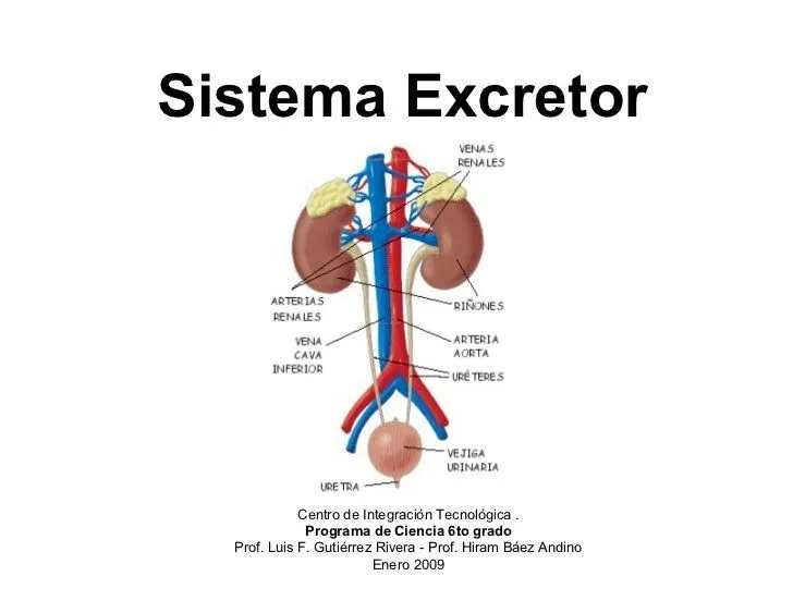 Investigando sobre funciones del sistema excretor