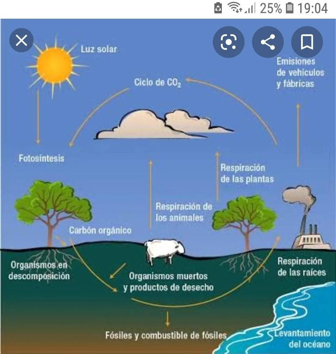 investigar y dibujar los ciclos carbono, el nitrógeno y agua​ - Brainly.lat