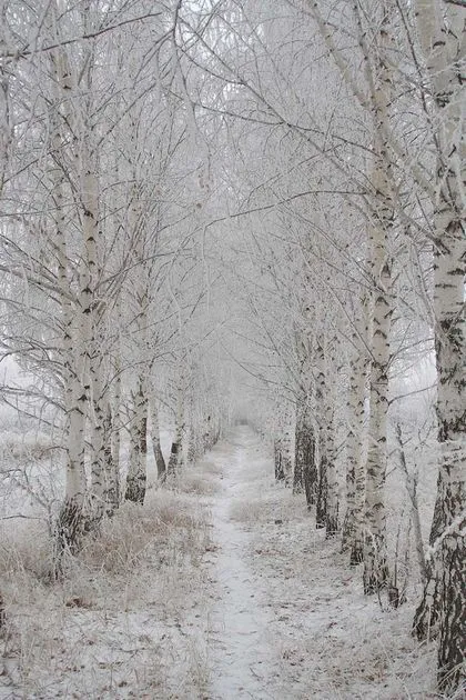 El General Invierno | Casa Rusia El General Invierno | Casa Rusia