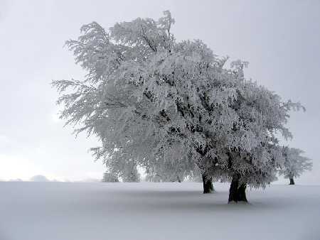 Pensamiento de invierno | tespsykhé