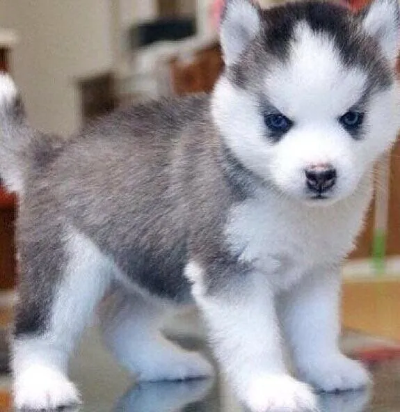 Ionro on Twitter: ""@_Paisajes_ Bebe Husky, adorable ! http://t.co ...