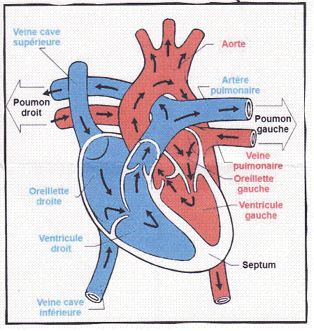 Isa, Maxime &amp; Alex: El corazón