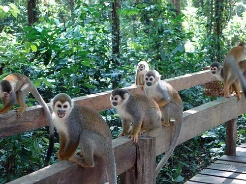 Isla de los Micos - un paseo por el amazonas