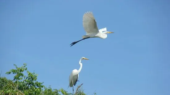 Isla Pajaros - Yucatan Peninsula - Reviews of Isla Pajaros ... Isla Pajaros - Yucatan Peninsula - Reviews of Isla Pajaros ...
