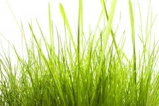 isolato erba verde, erba | Scaricare foto gratis isolato erba verde, erba | Scaricare foto gratis