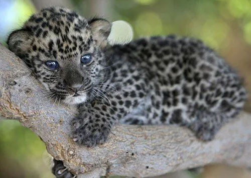 isusy: Leopardos bebés