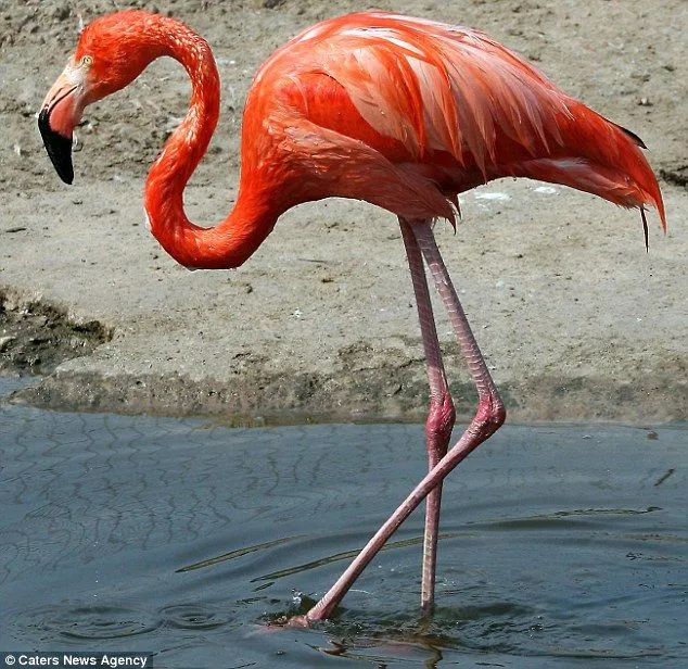It's not that easy to stand on one leg! Clumsy flamingo takes an ...