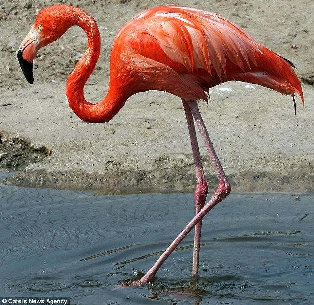 It's not that easy to stand on one leg! Clumsy flamingo takes an ... It's not that easy to stand on one leg! Clumsy flamingo takes an ...