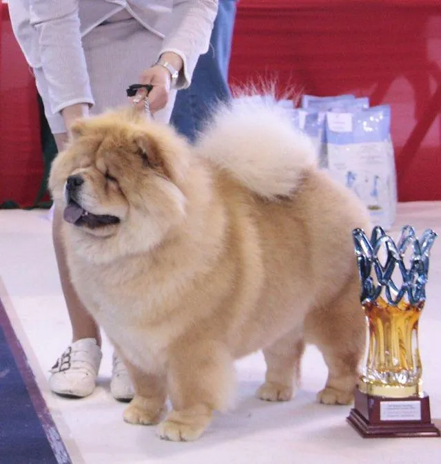 Italy, Volta Mantovana (NetChows.com Chow-Chow Shownews) Italy, Volta Mantovana (NetChows.com Chow-Chow Shownews)