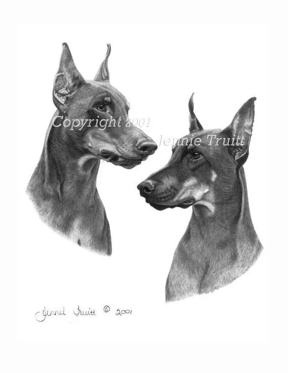 Items similar to 11 x 14 Doberman Pinschers lámina de dibujo a ... Items similar to 11 x 14 Doberman Pinschers lámina de dibujo a ...