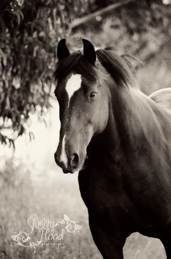 Items similar to Blanco y negro Percheron caballo Art Print, Fine ...