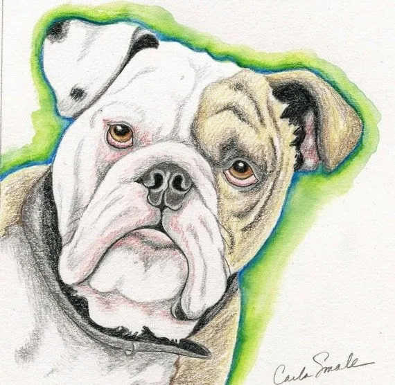 Items similar to Bulldog Inglés Original lápiz dibujo perro arte ... Items similar to Bulldog Inglés Original lápiz dibujo perro arte ...